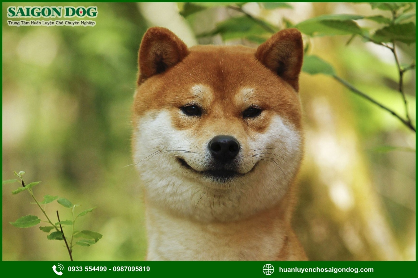 Những nguyên tắc và lưu ý khi huấn luyện chó Shiba