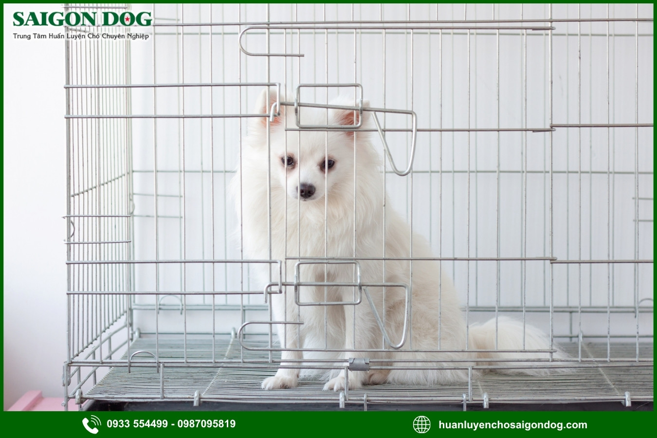 Những sai lầm cần tránh khi dạy chó vào chuồng