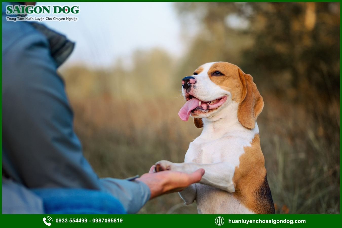 Những sai lầm thường gặp khiến chó càng khó nghe lời