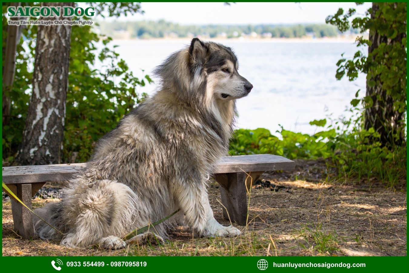 Quy trình đăng ký huấn luyện chó Alaska tại Sài Gòn Dog