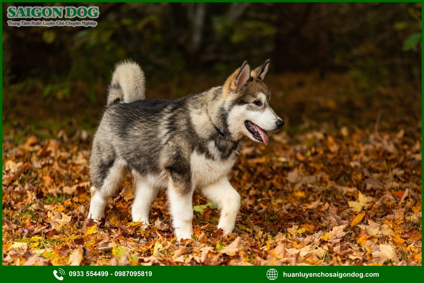 Quy trình đăng ký huấn luyện chó Alaska tại Sài Gòn Dog