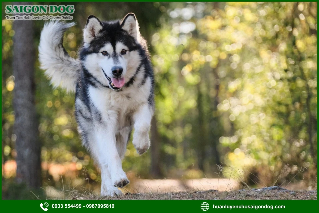 Quy trình đăng ký huấn luyện chó Alaska tại Sài Gòn Dog