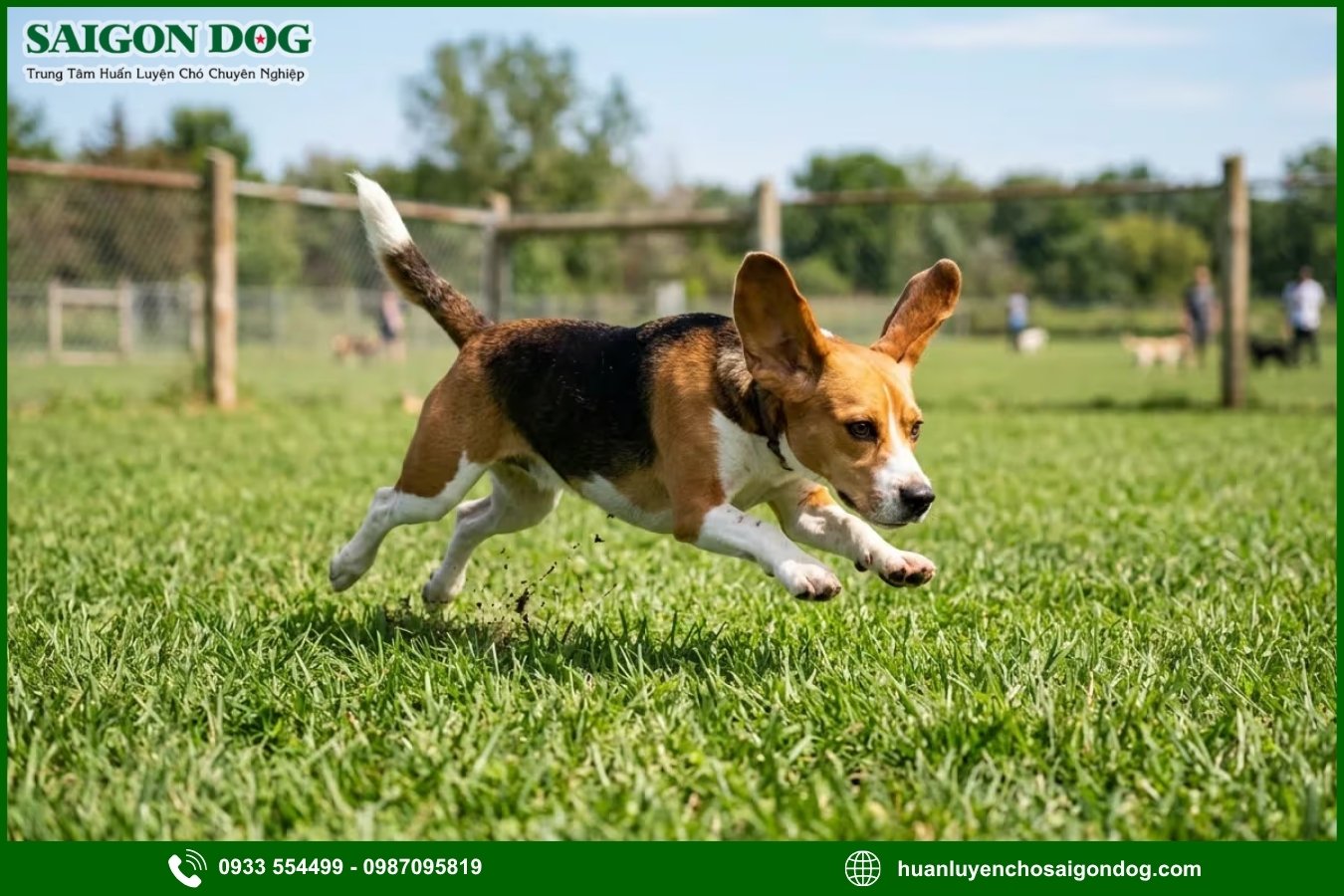 Quy trình đăng ký huấn luyện chó Beagle tại Sài Gòn Dog