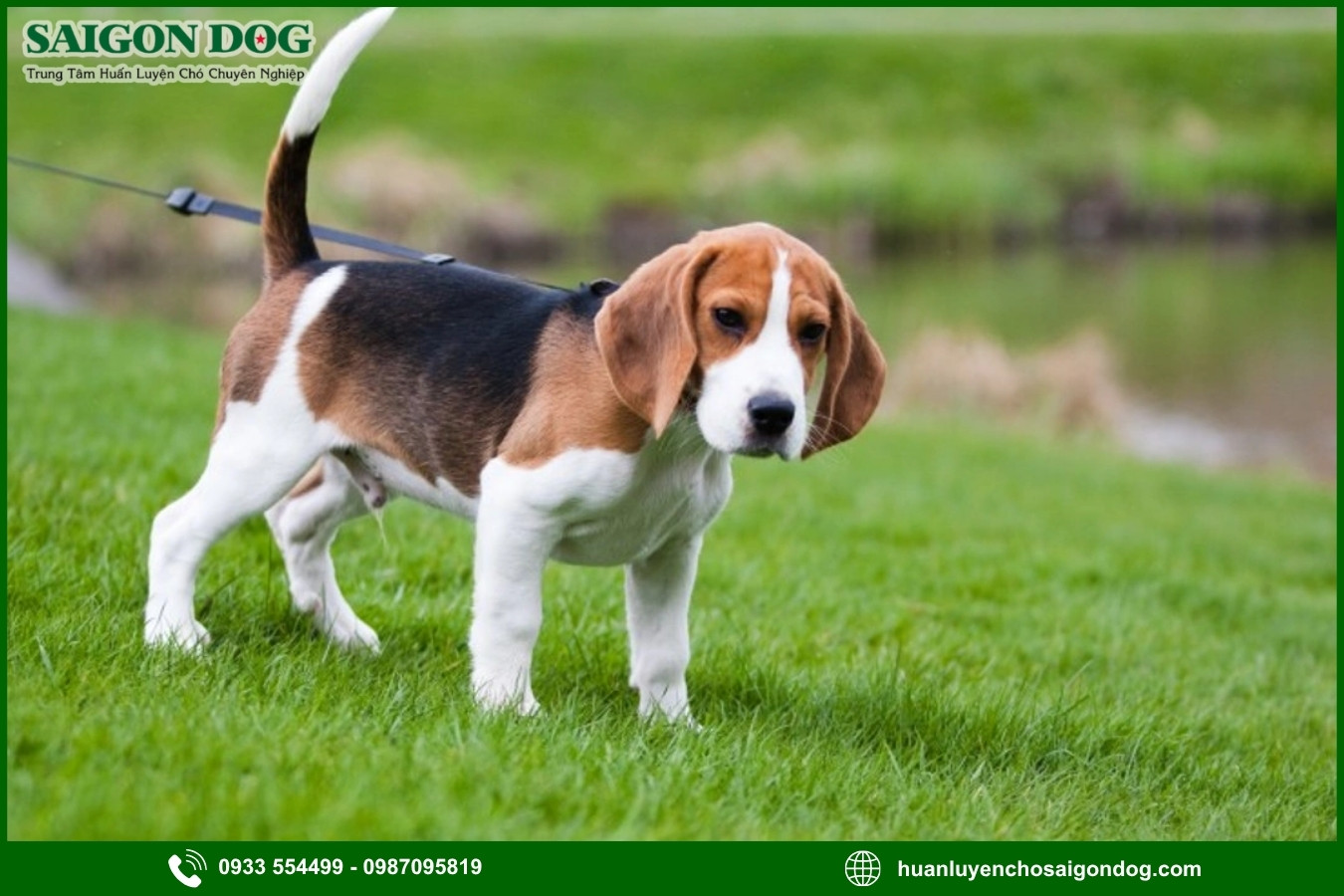 Quy trình đăng ký huấn luyện chó Beagle tại Sài Gòn Dog