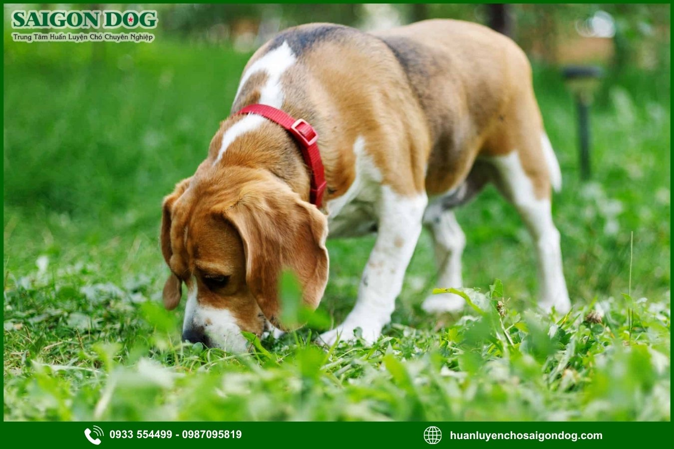 Quy trình đăng ký huấn luyện chó Beagle tại Sài Gòn Dog