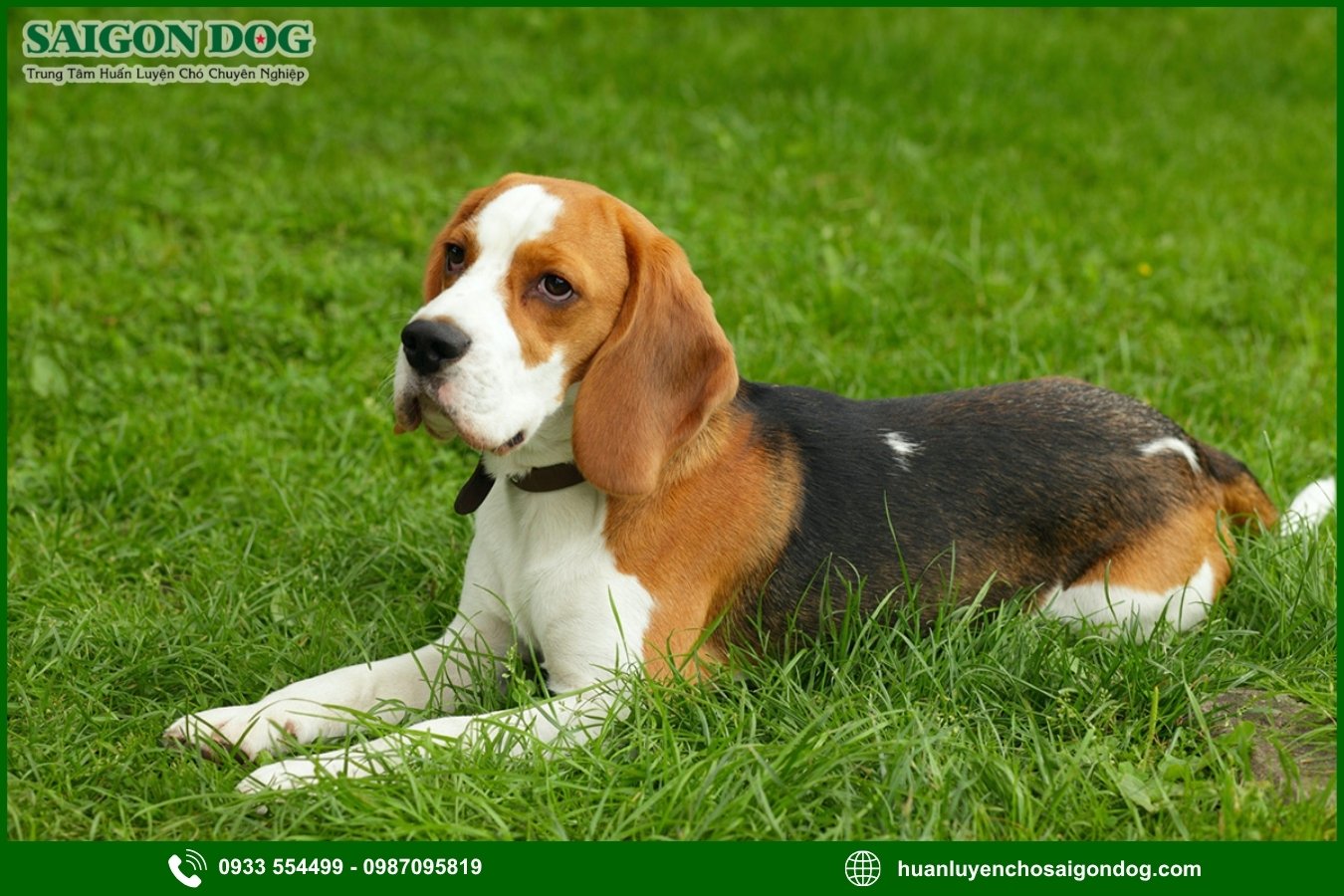 Quy trình đăng ký huấn luyện chó Beagle tại Sài Gòn Dog