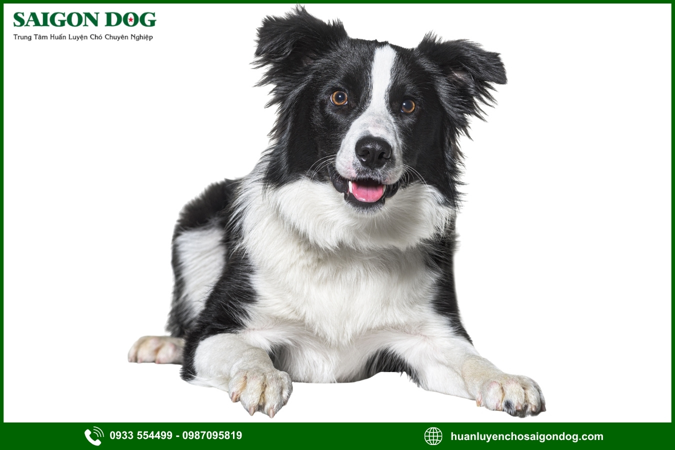 Quy trình đăng ký huấn luyện chó Border Collie tại Sài Gòn Dog