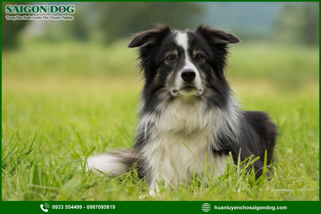 Quy trình đăng ký huấn luyện chó Border Collie tại Sài Gòn Dog