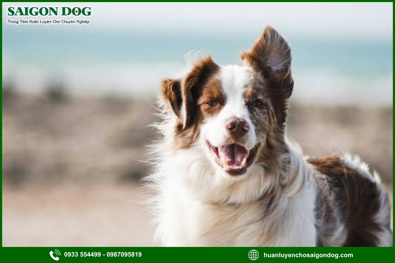 Quy trình đăng ký huấn luyện chó Border Collie tại Sài Gòn Dog
