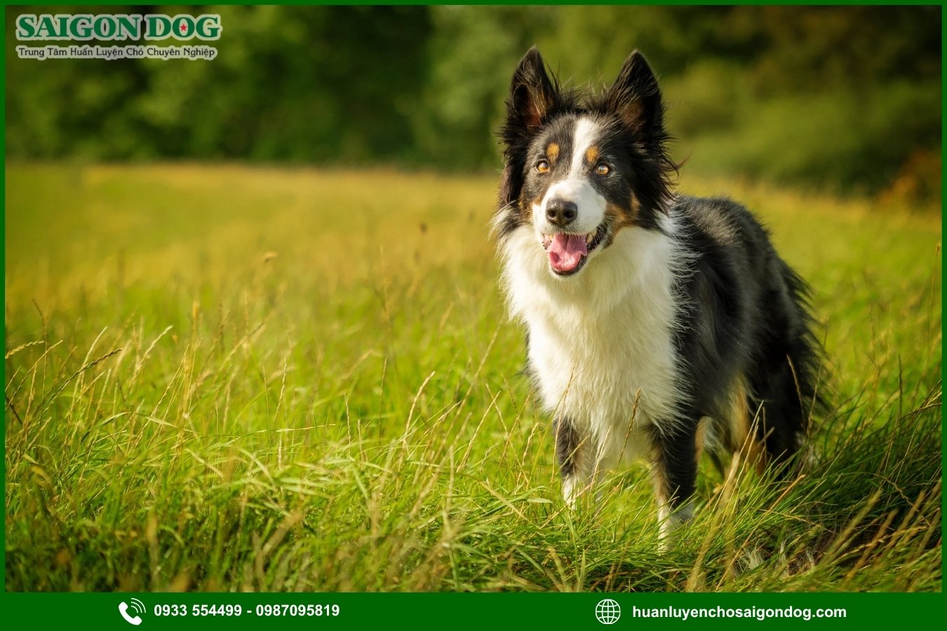 Quy trình đăng ký huấn luyện chó Border Collie tại Sài Gòn Dog