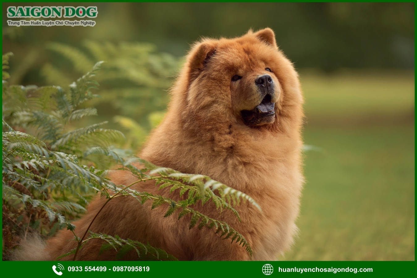 Quy trình đăng ký huấn luyện chó Chow Chow tại Sài Gòn Dog