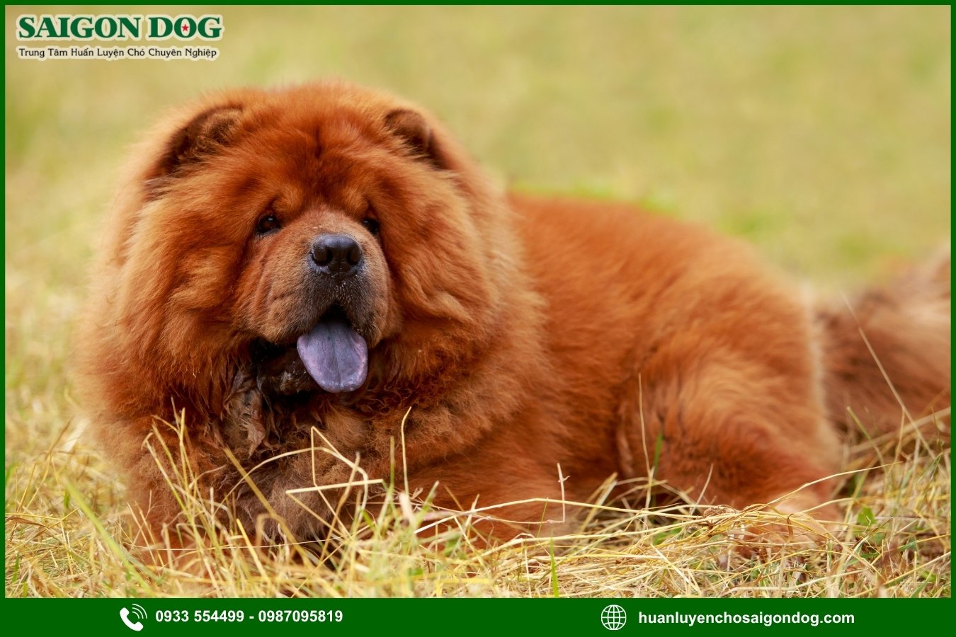 Quy trình đăng ký huấn luyện chó Chow Chow tại Sài Gòn Dog