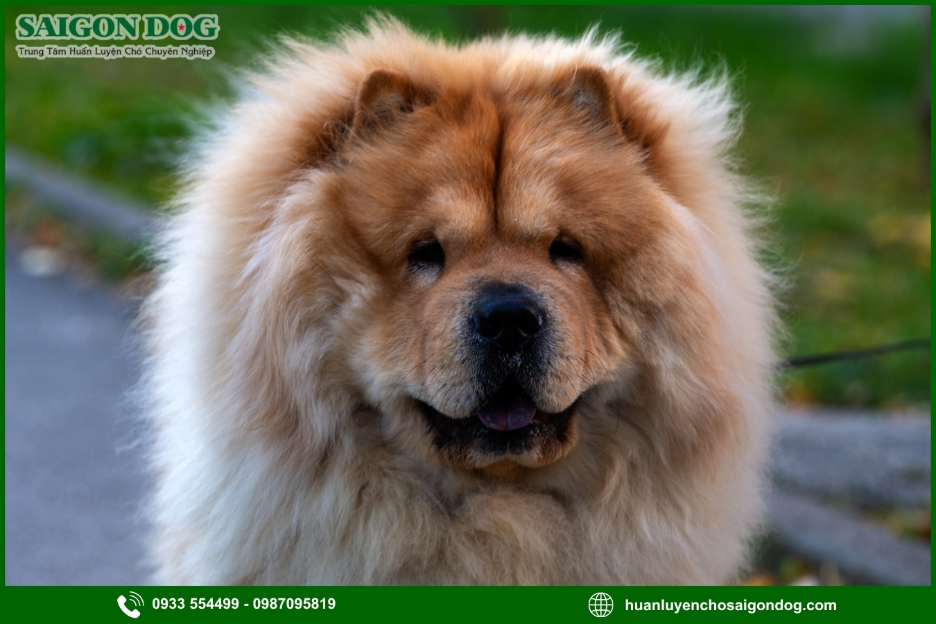 Quy trình đăng ký huấn luyện chó Chow Chow tại Sài Gòn Dog