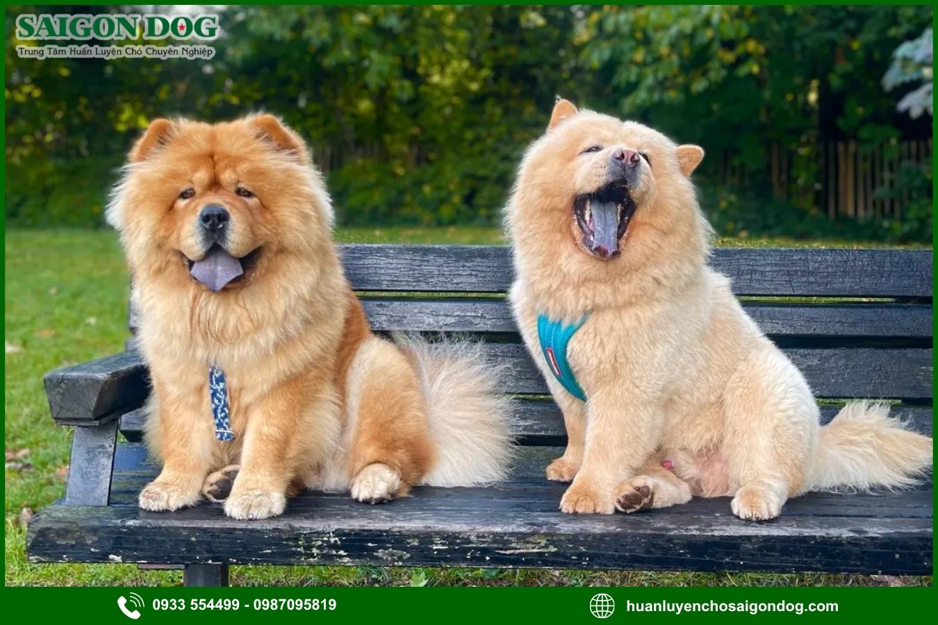 Quy trình đăng ký huấn luyện chó Chow Chow tại Sài Gòn Dog