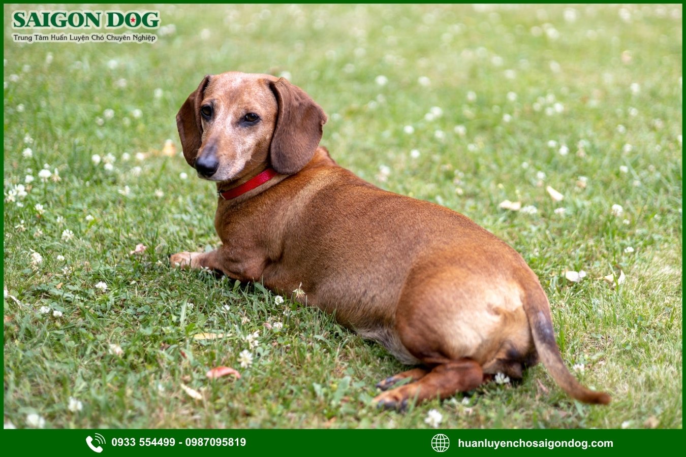 Quy trình đăng ký huấn luyện chó Dachshund tại Sài Gòn Dog