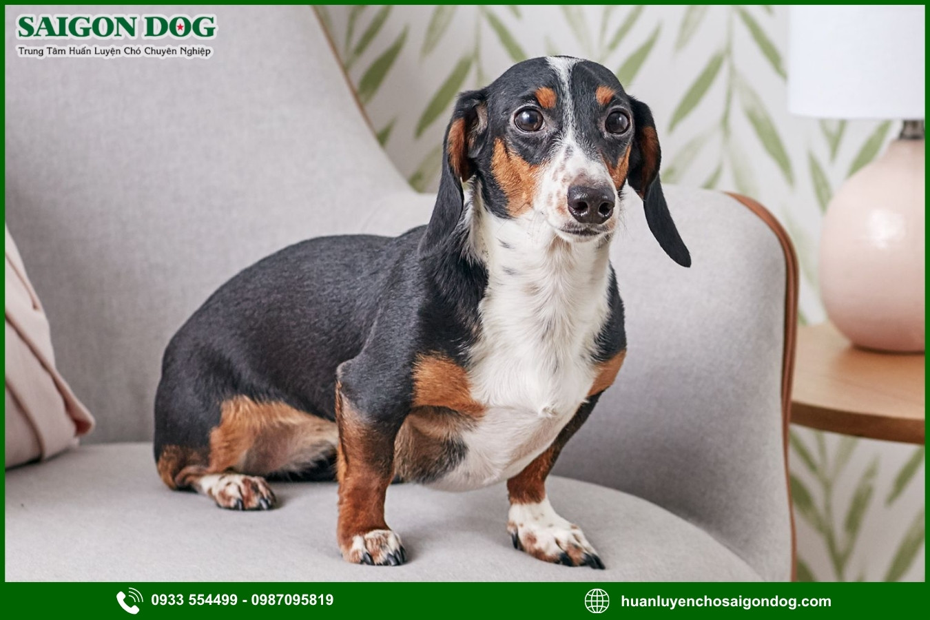 Quy trình đăng ký huấn luyện chó Dachshund tại Sài Gòn Dog