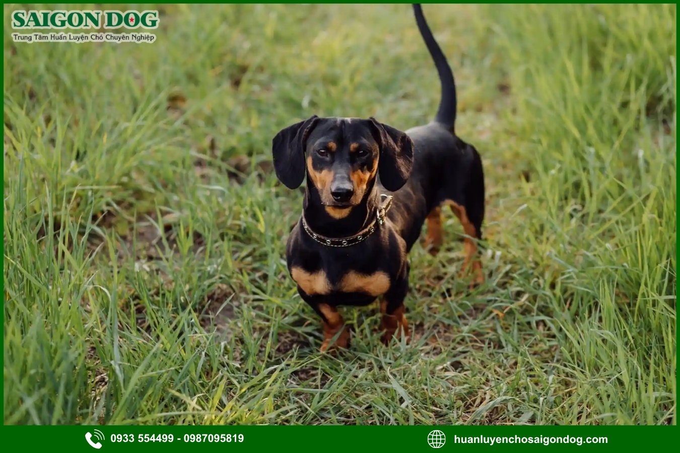 Quy trình đăng ký huấn luyện chó Dachshund tại Sài Gòn Dog