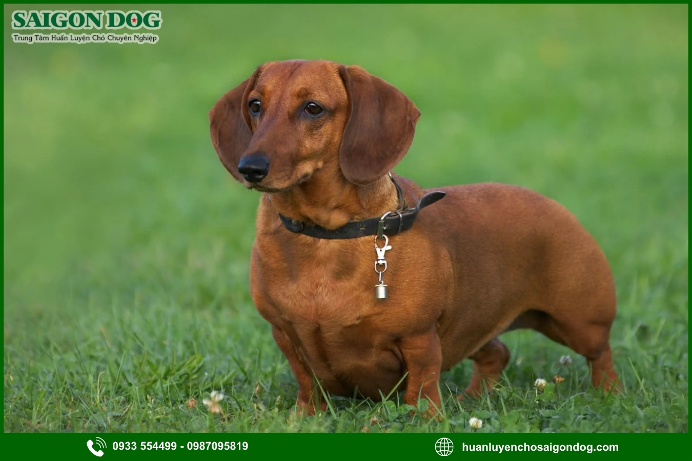 Quy trình đăng ký huấn luyện chó Dachshund tại Sài Gòn Dog