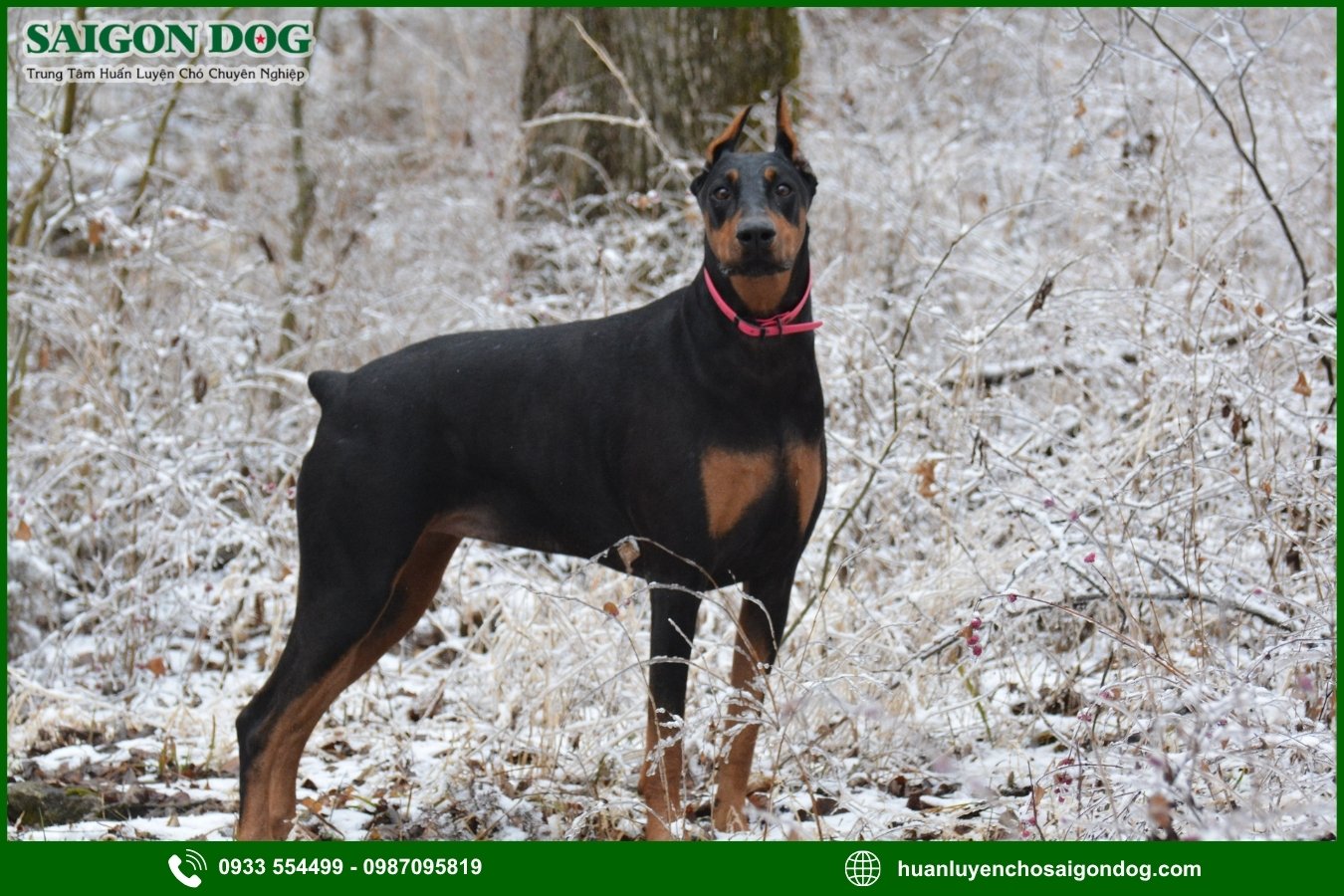 Quy trình đăng ký huấn luyện chó Doberman tại Sài Gòn Dog