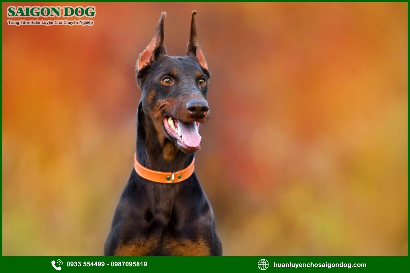 Quy trình đăng ký huấn luyện chó Doberman tại Sài Gòn Dog