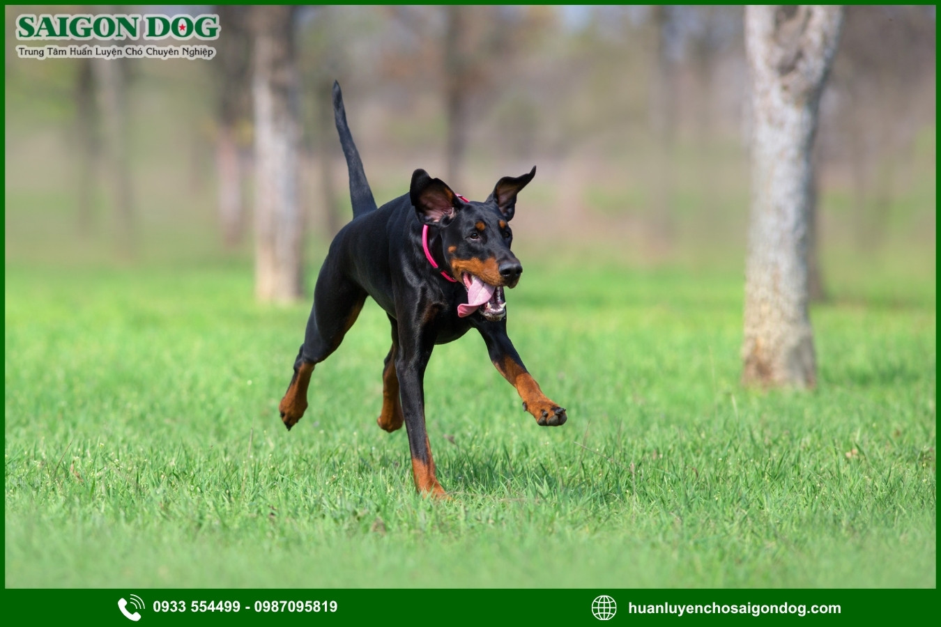 Quy trình đăng ký huấn luyện chó Doberman tại Sài Gòn Dog