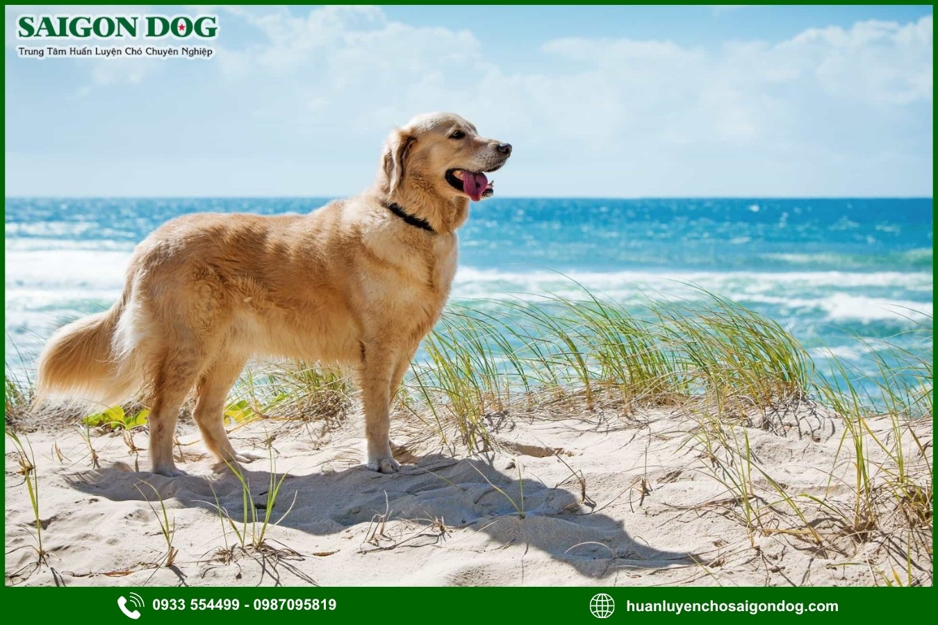Quy trình đăng ký huấn luyện chó Golden tại Sài Gòn Dog