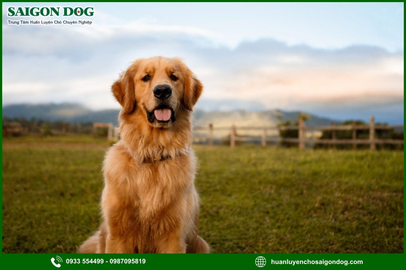 Quy trình đăng ký huấn luyện chó Golden tại Sài Gòn Dog