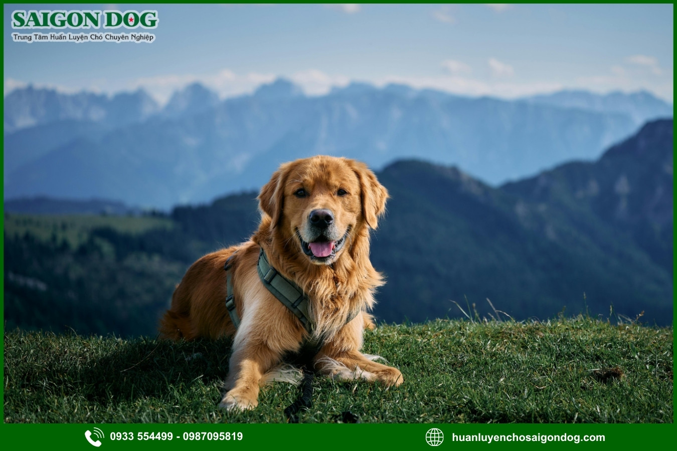 Quy trình đăng ký huấn luyện chó Golden tại Sài Gòn Dog