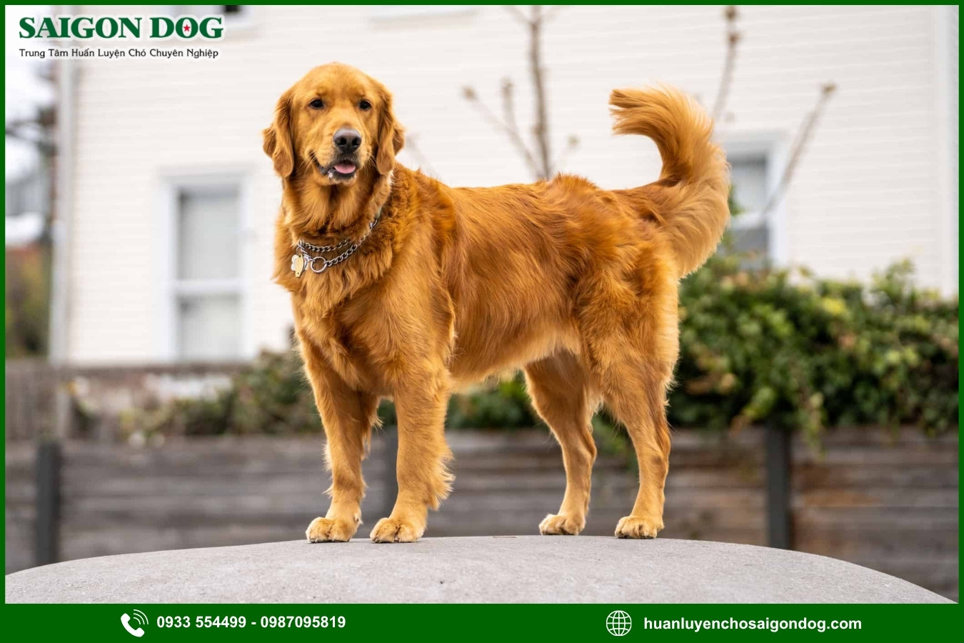 Quy trình đăng ký huấn luyện chó Golden tại Sài Gòn Dog