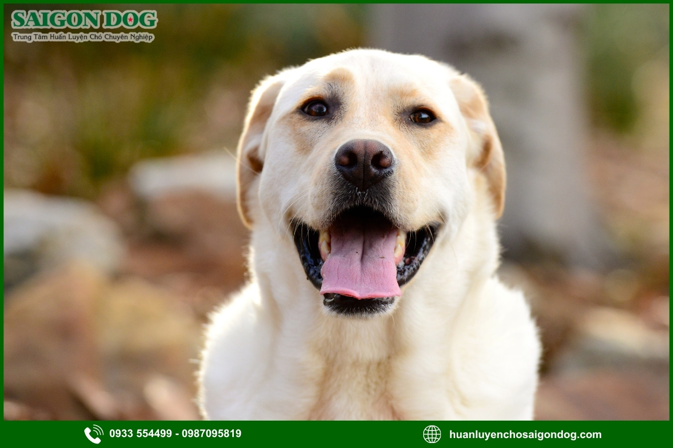 Quy trình đăng ký huấn luyện chó Labrador Retriever tại Sài Gòn Dog
