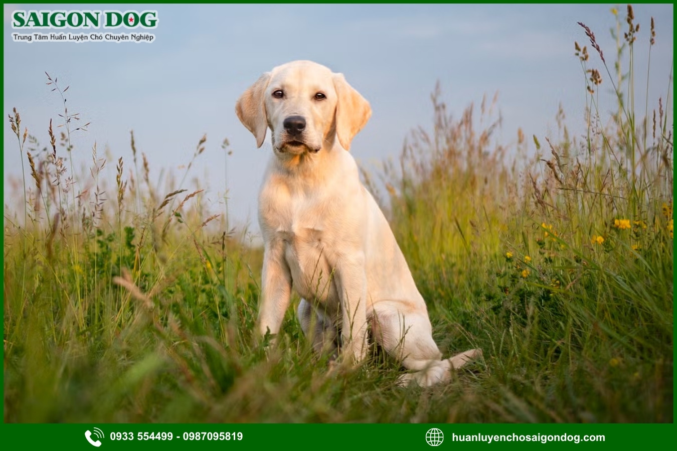 Quy trình đăng ký huấn luyện chó Labrador Retriever tại Sài Gòn Dog