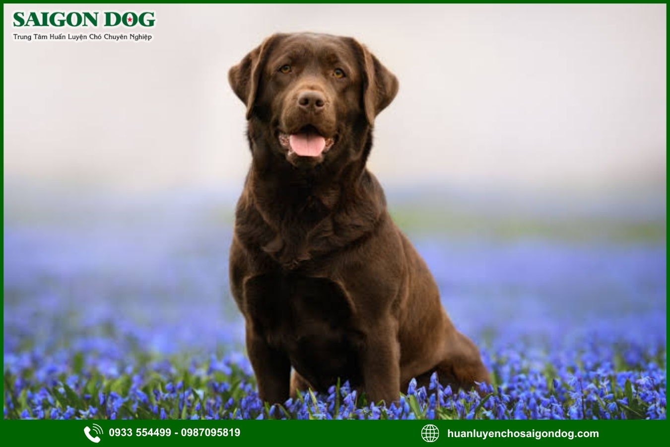 Quy trình đăng ký huấn luyện chó Labrador Retriever tại Sài Gòn Dog