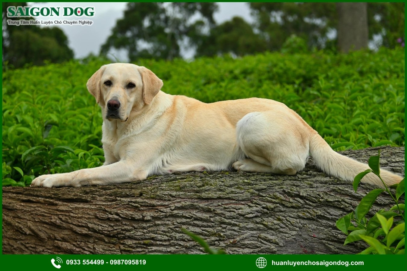 Quy trình đăng ký huấn luyện chó Labrador Retriever tại Sài Gòn Dog