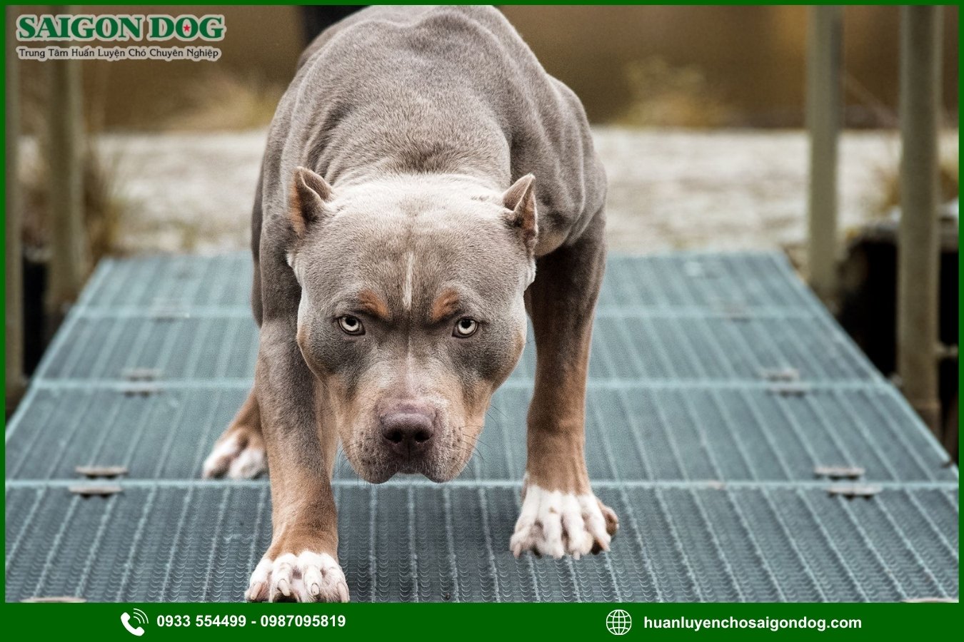 Quy trình đăng ký huấn luyện chó Pitbull tại Sài Gòn Dog