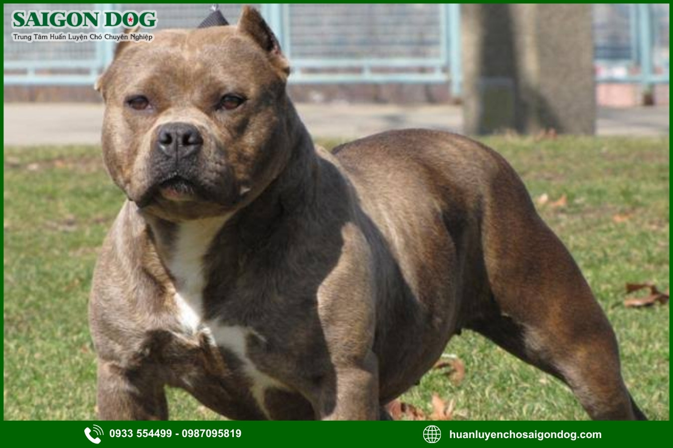 Quy trình đăng ký huấn luyện chó Pitbull tại Sài Gòn Dog