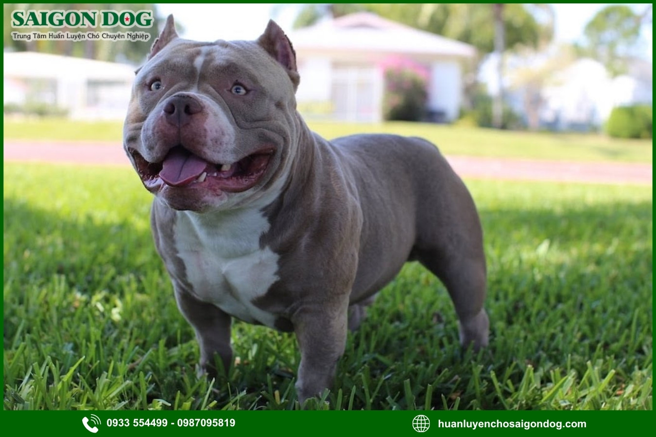 Quy trình đăng ký huấn luyện chó Pitbull tại Sài Gòn Dog