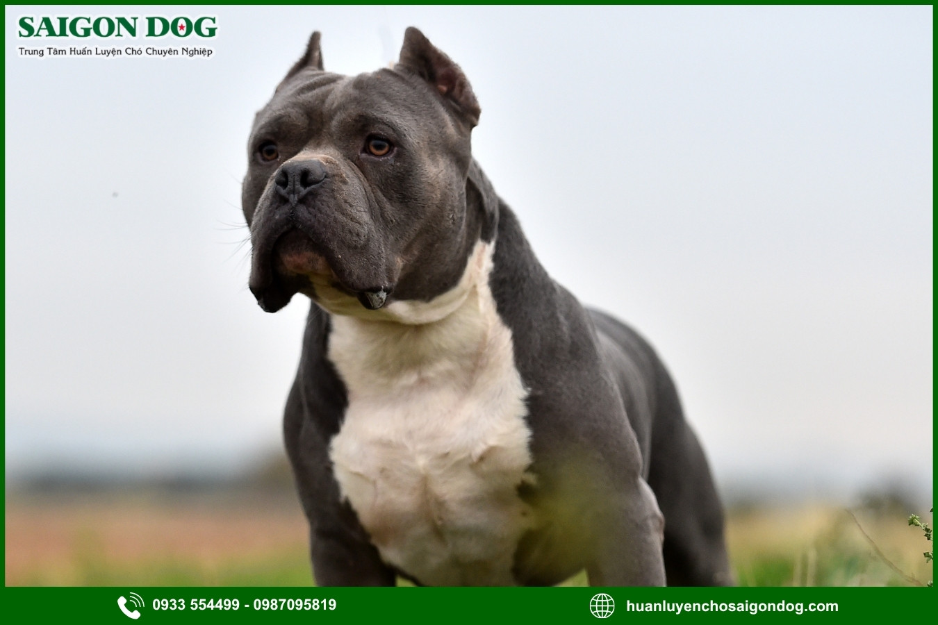 Quy trình đăng ký huấn luyện chó Pitbull tại Sài Gòn Dog