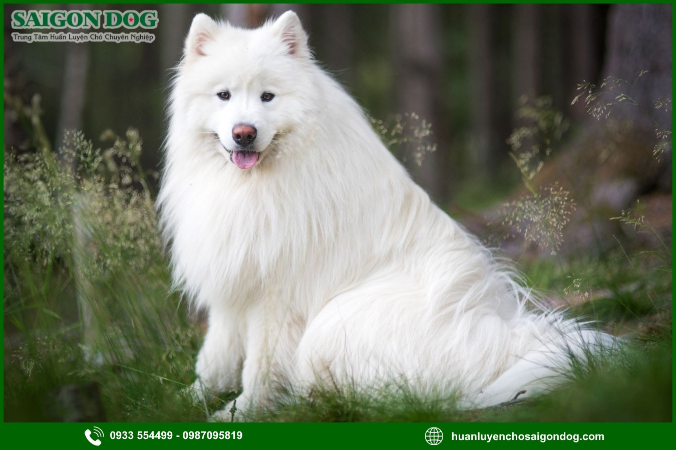 Quy trình đăng ký huấn luyện chó Samoyed tại Sài Gòn Dog