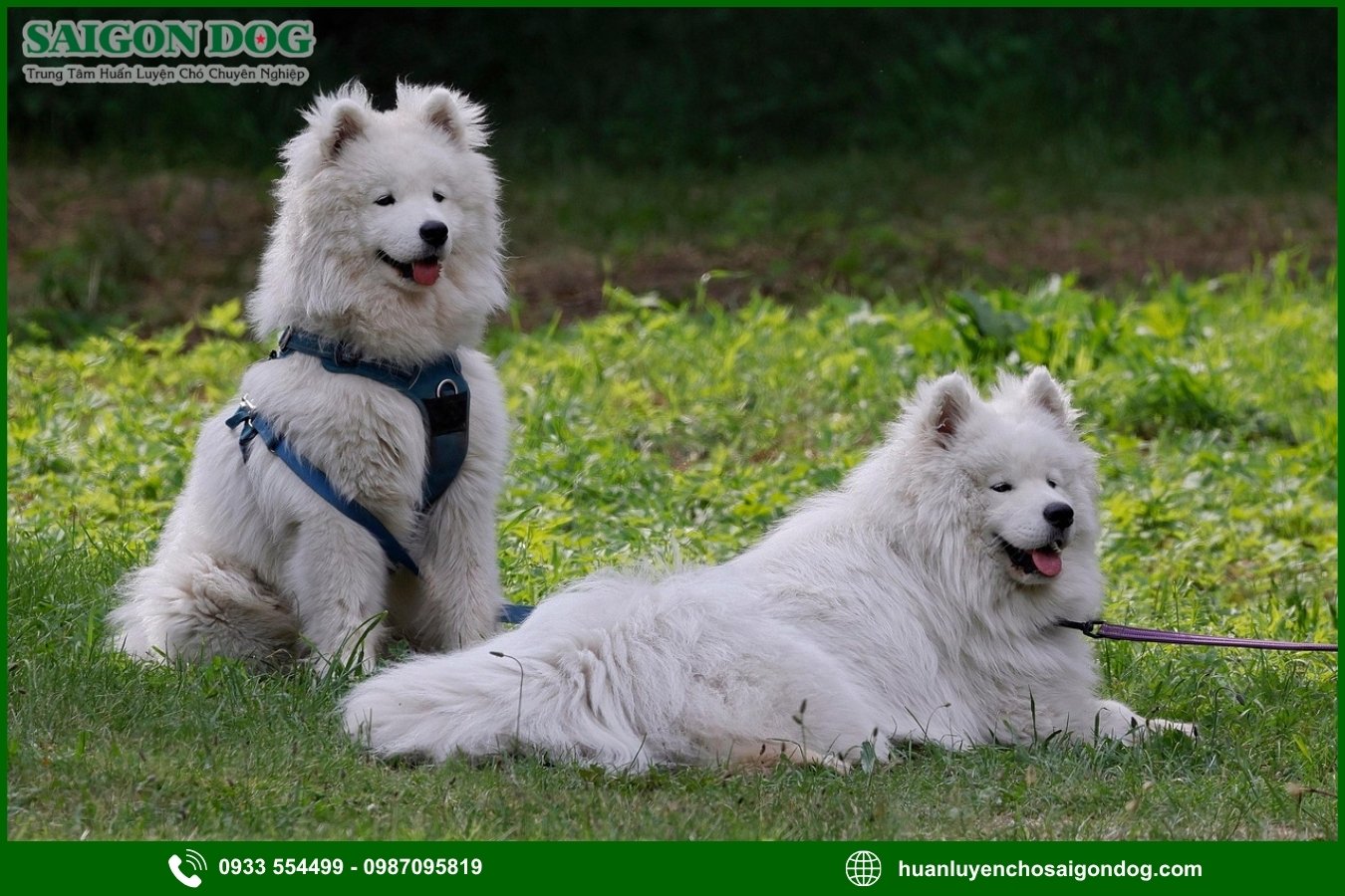Quy trình đăng ký huấn luyện chó Samoyed tại Sài Gòn Dog