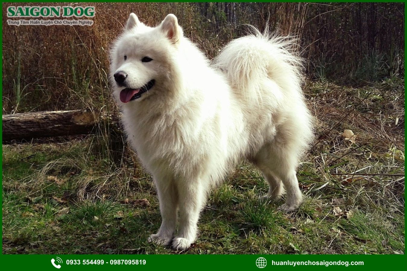 Quy trình đăng ký huấn luyện chó Samoyed tại Sài Gòn Dog