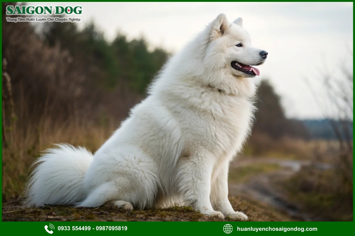 Quy trình đăng ký huấn luyện chó Samoyed tại Sài Gòn Dog