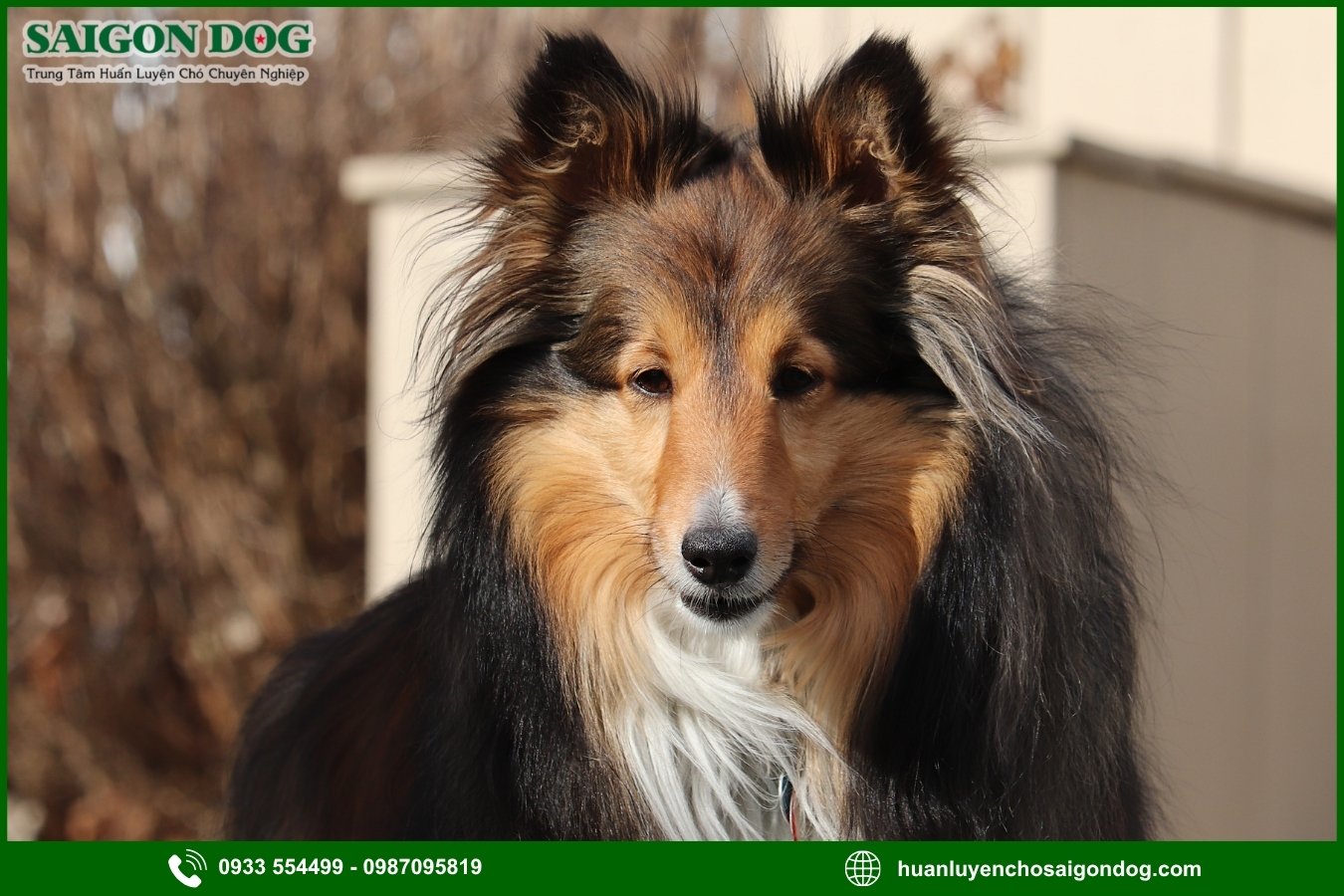 Quy trình đăng ký huấn luyện chó Shetland tại Sài Gòn Dog