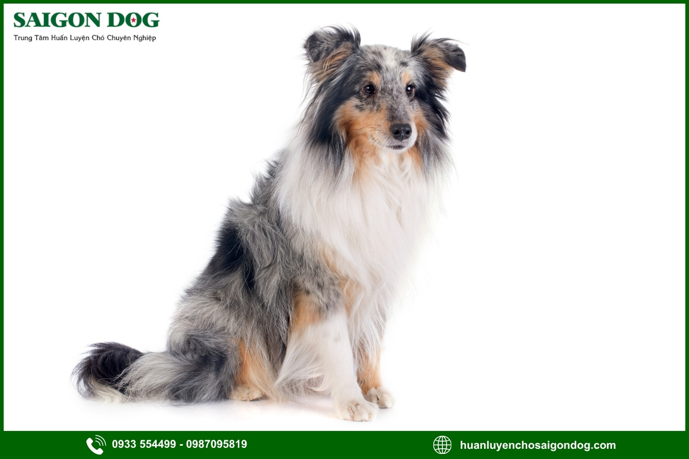 Quy trình đăng ký huấn luyện chó Shetland tại Sài Gòn Dog