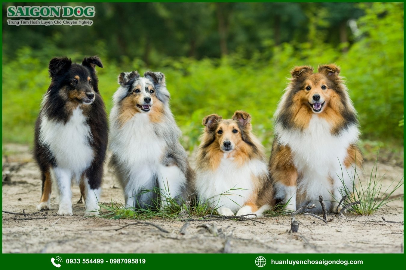 Quy trình đăng ký huấn luyện chó Shetland tại Sài Gòn Dog