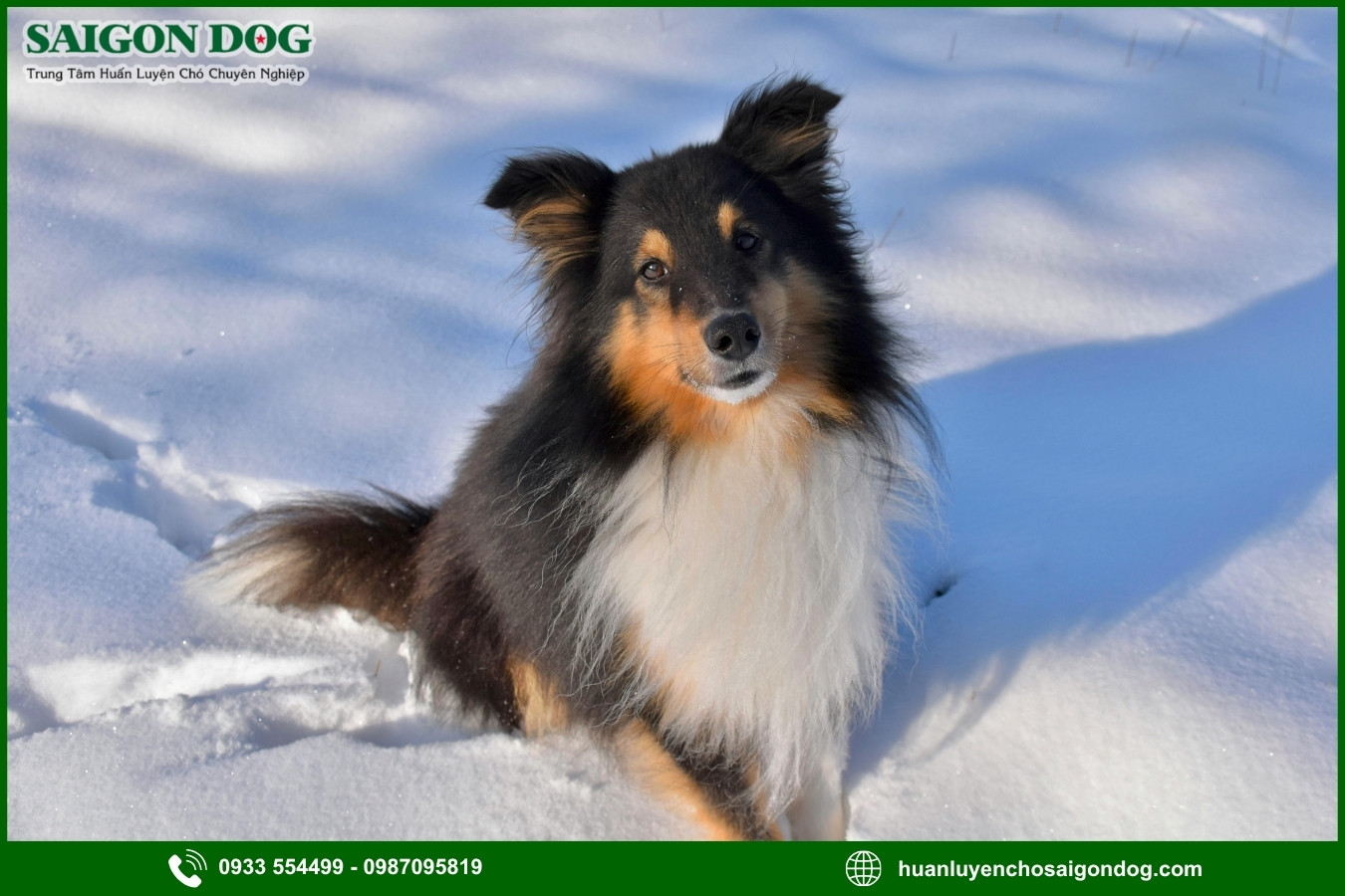 Quy trình đăng ký huấn luyện chó Shetland tại Sài Gòn Dog