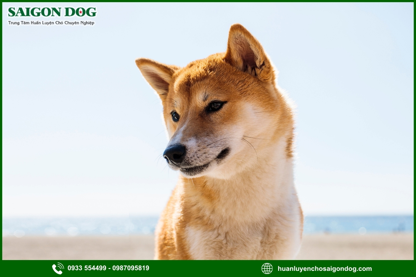 Quy trình đăng ký huấn luyện chó Shiba tại Sài Gòn Dog