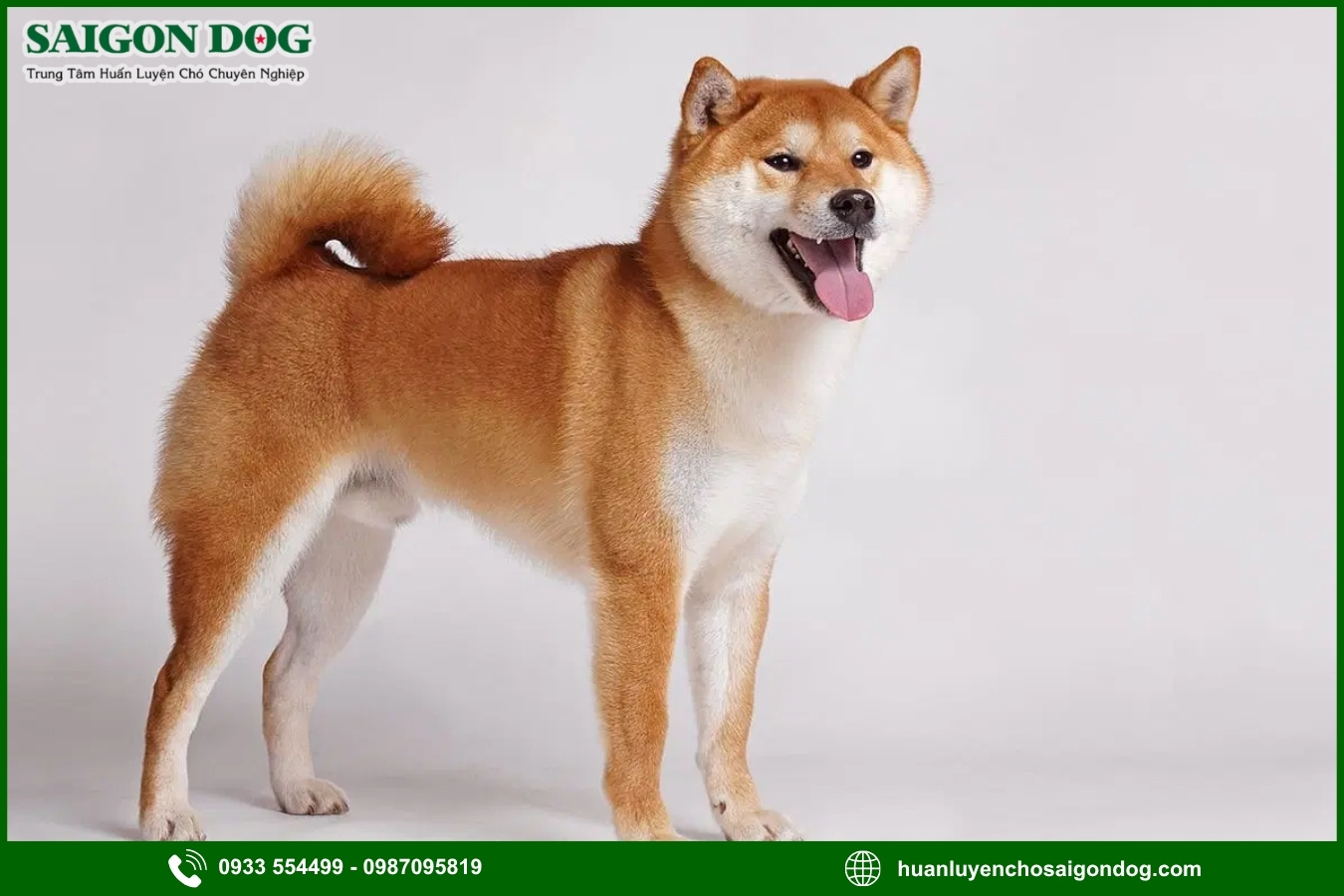 Quy trình đăng ký huấn luyện chó Shiba tại Sài Gòn Dog
