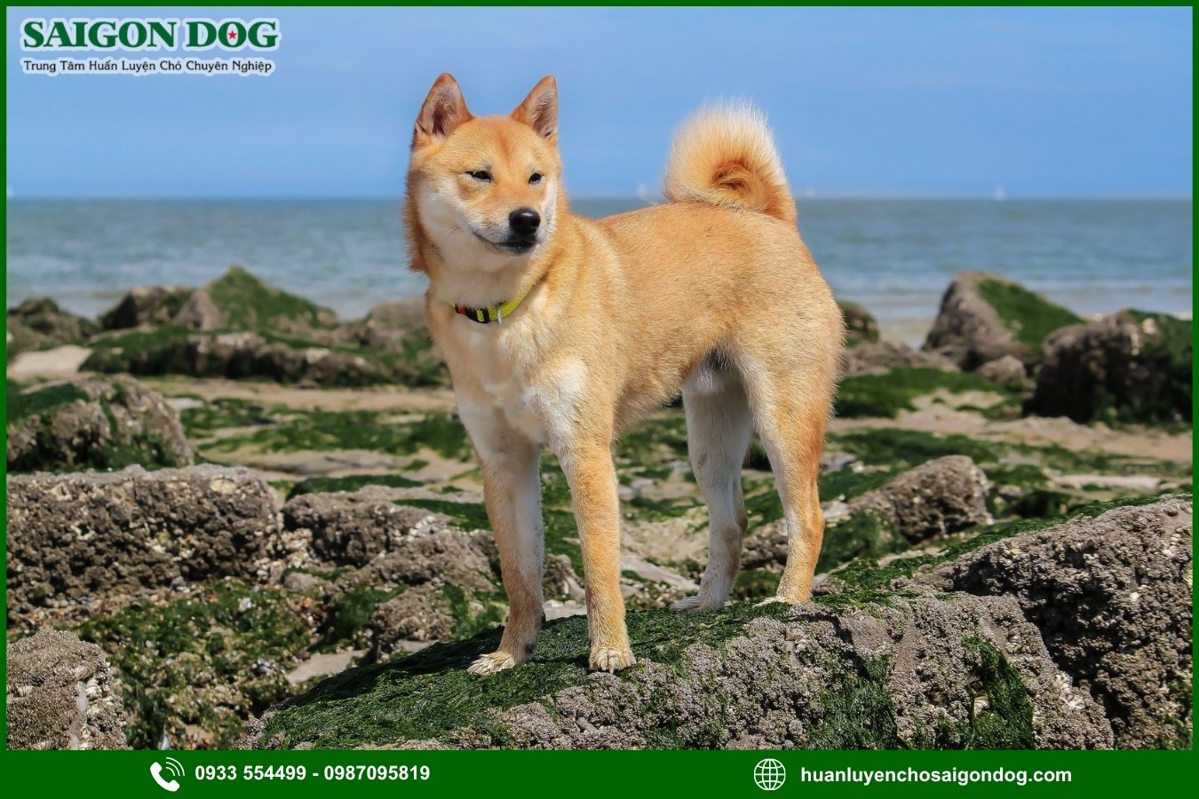 Quy trình đăng ký huấn luyện chó Shiba tại Sài Gòn Dog