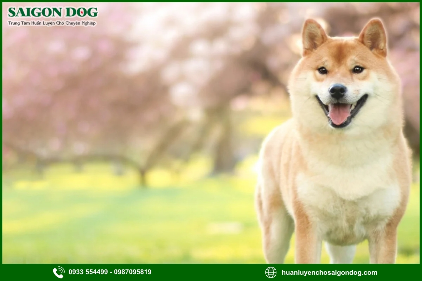 Quy trình đăng ký huấn luyện chó Shiba tại Sài Gòn Dog