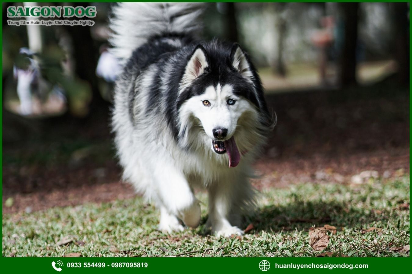 Quy trình huấn luyện chó Alaska tại Sài Gòn Dog